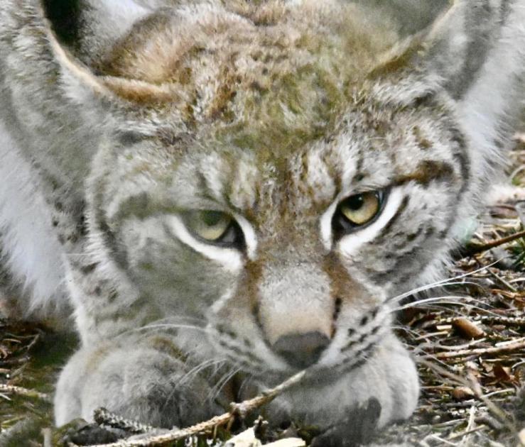 Wolf, lynx, great auk.  Scotland's lost pre-industrial wildlife revealed