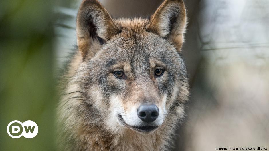 Wolves: Good for nature, but dangerous for humans - DW - 09/08/2023