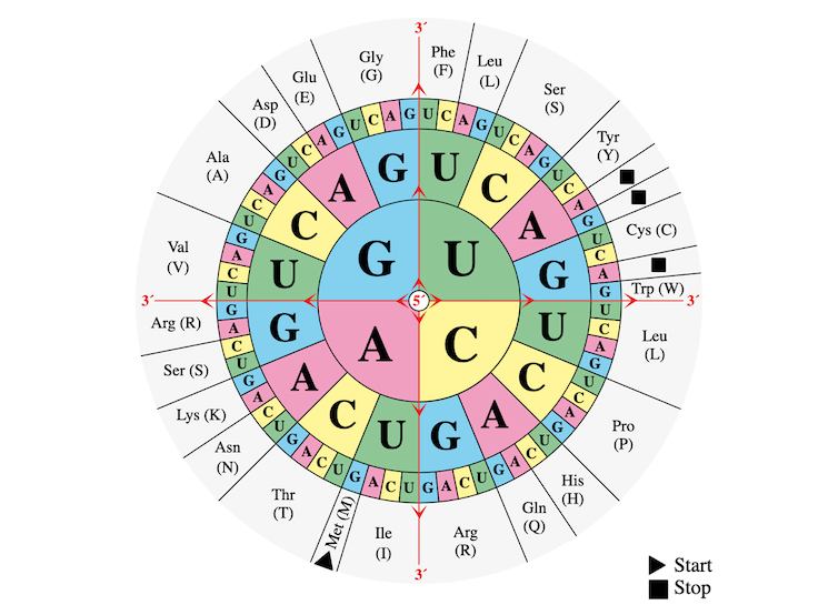 A circular diagram that connects all 64 possible combinations of the letters A, C, G, and U, which are colored red, yellow, blue, and green respectively.  Abbreviations for different codons are listed on the outer edge of the circle.